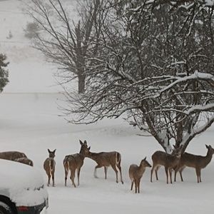 Meet your Posher, Carla